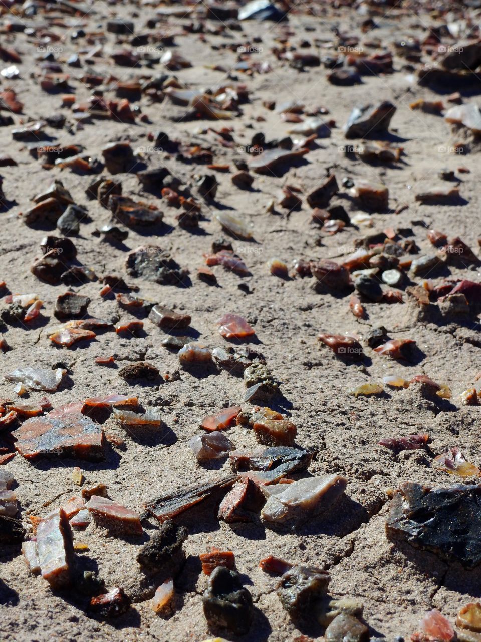 Petrified wood