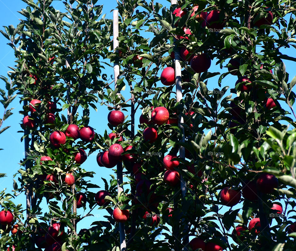 Apple tree