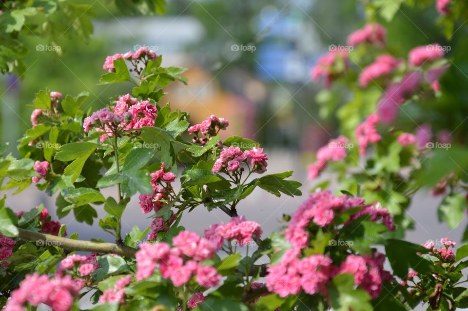 hawthorn blossom