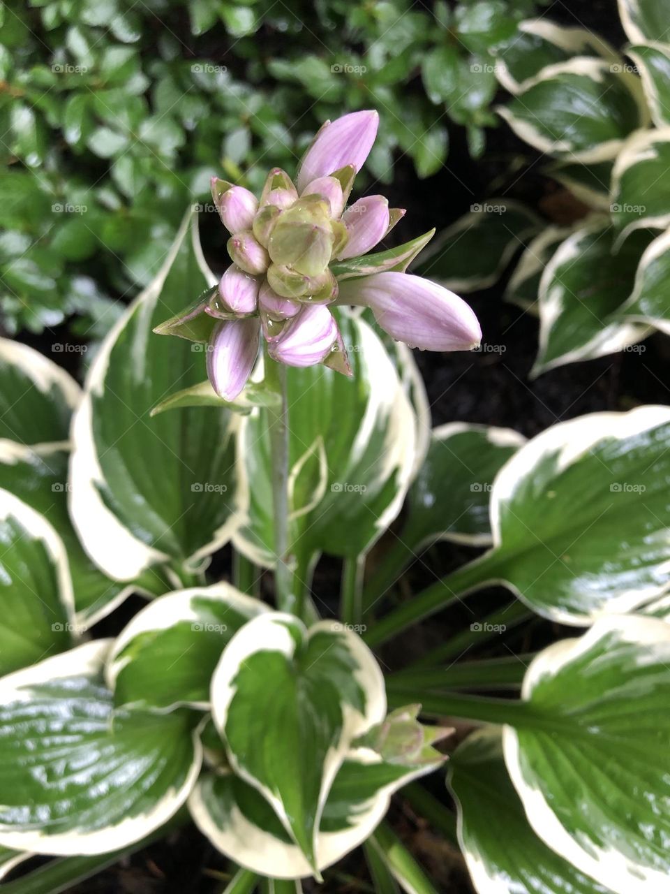 Hosta flower