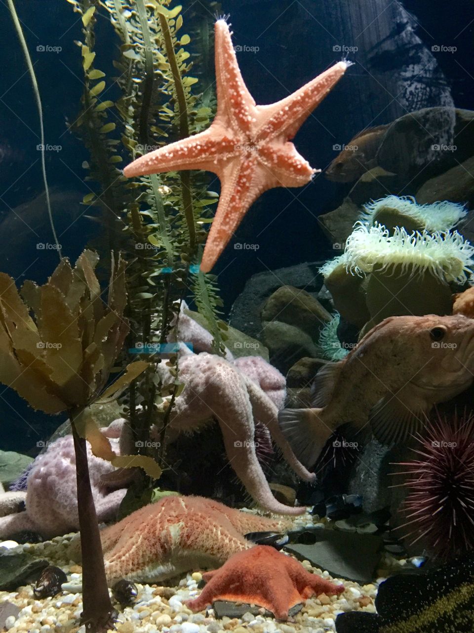 Underwater Color 