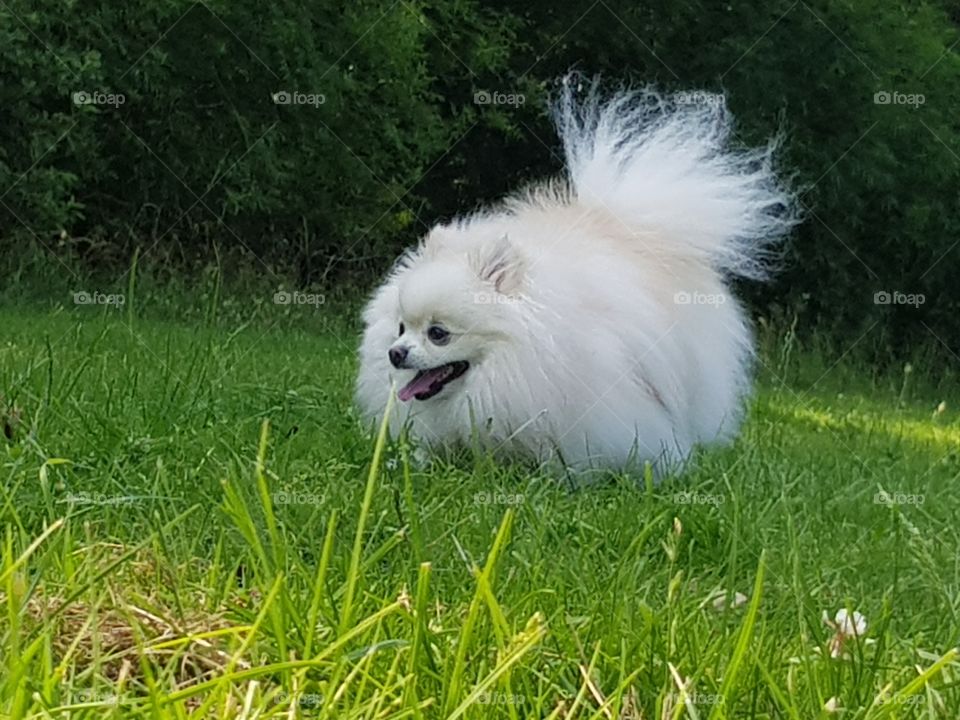 white Pomeranian on grass in the park/ field