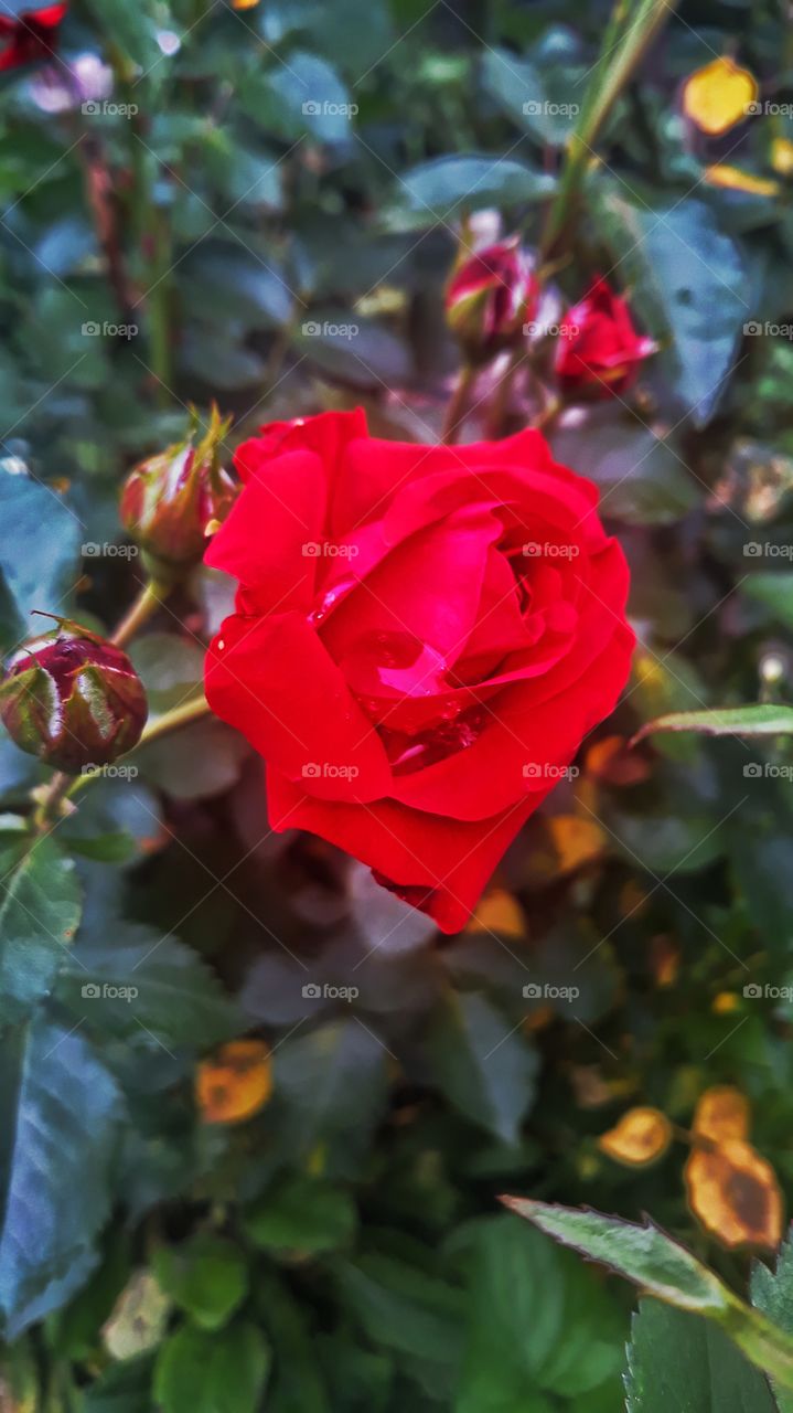 red rose with raindrop on it dancing in wild nature
