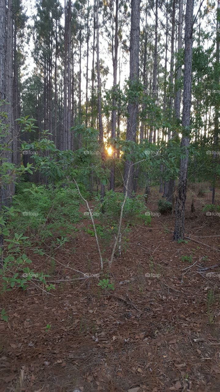 Evening Sun Through the Trees