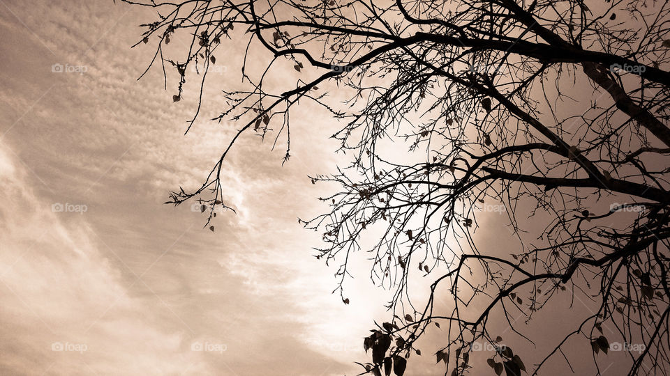 Silhouette of bare tree