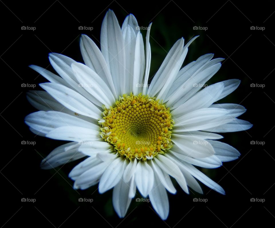 Blooming white daisy with yellow center against a black background. Top down view. 