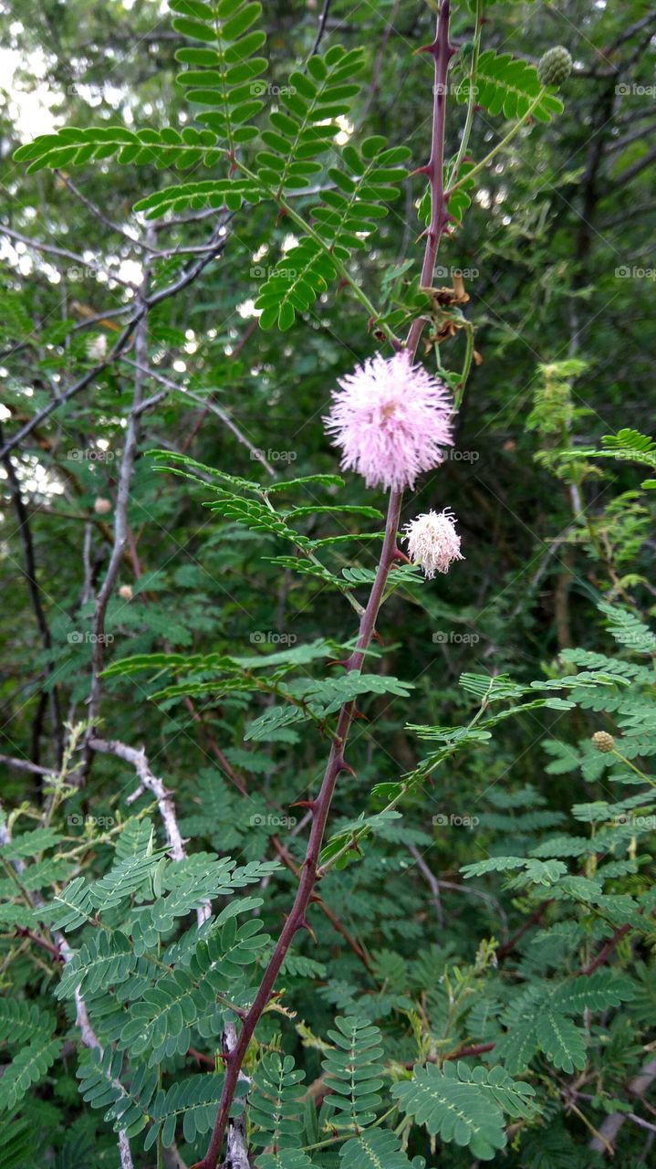 lovely flowers with many Niddles