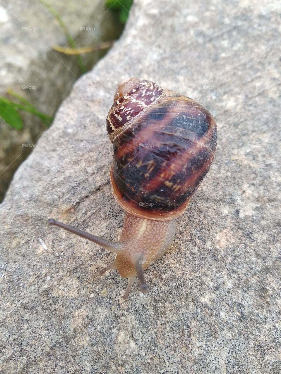 Snail