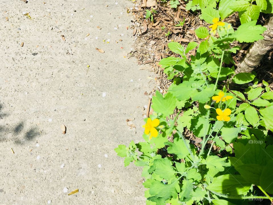 Vegetation in the city 