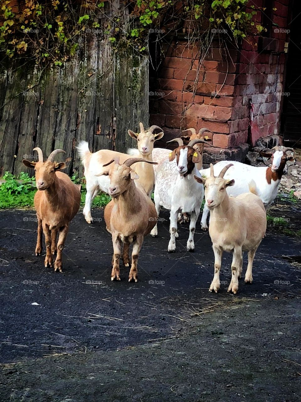 Goats looking forward