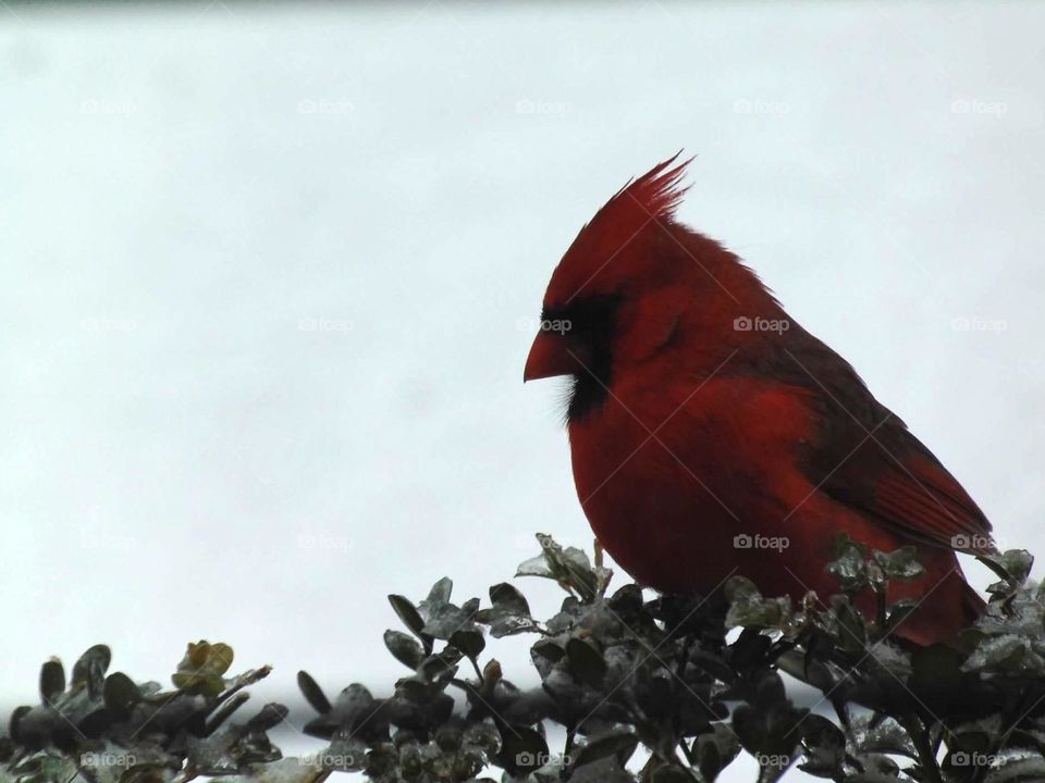 Red cardinal in the winter snow. 