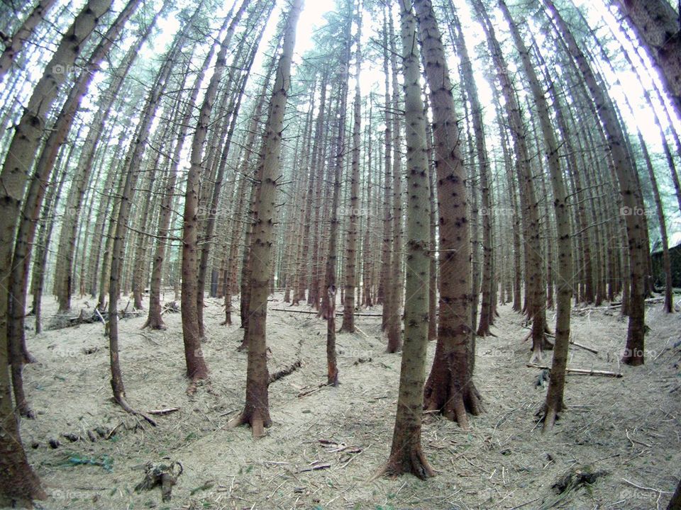 Bare forest