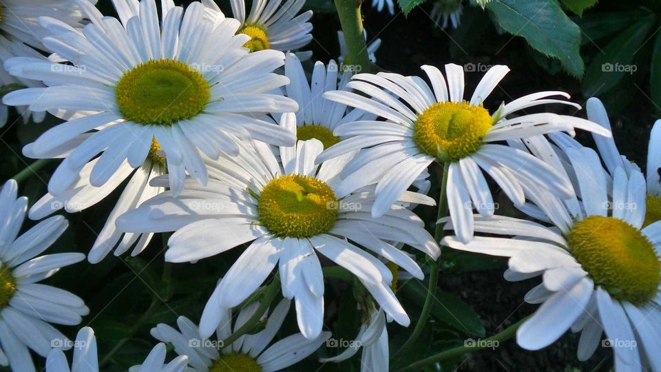 High angle view of daisy flower