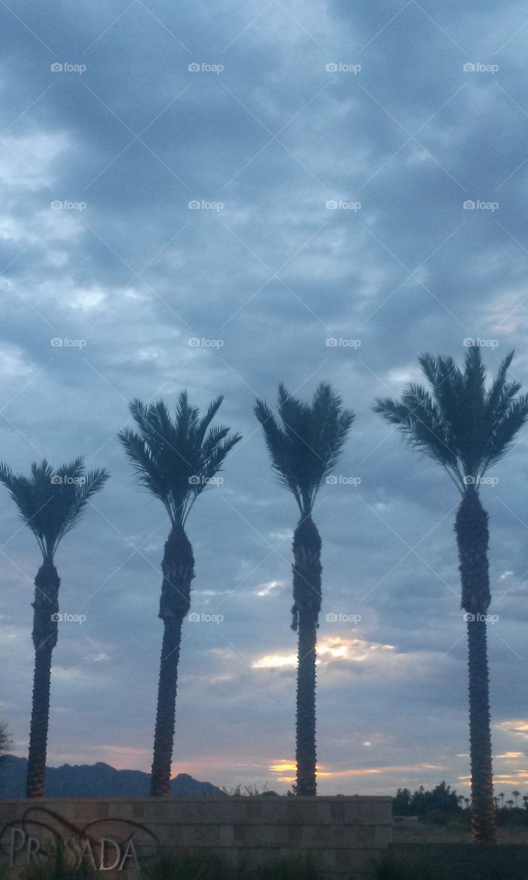 Ah what a sight to see
These four big palms
Standing up so straight
With the background
Of Stormy Clouds behind
Them looking like Rain
That these Four Palms
Need to keep them green
And Alive in this desert
Home they live in this
Arizona State.