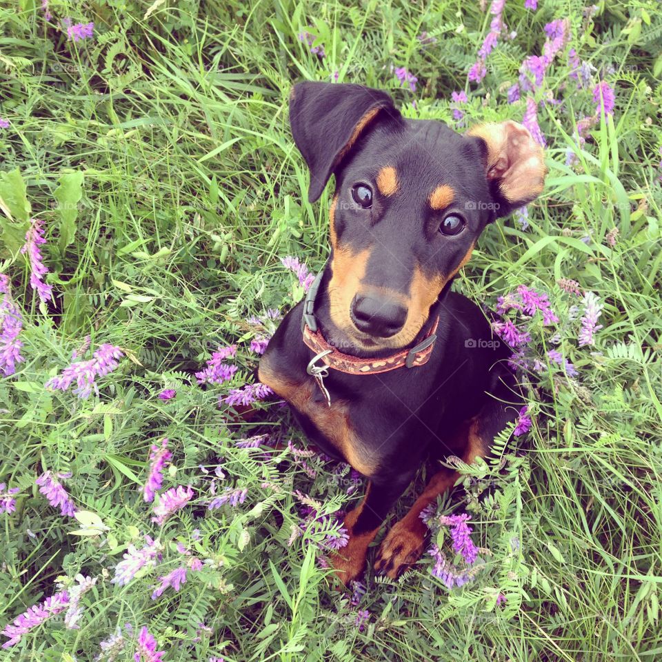 Puppy in wildflowers