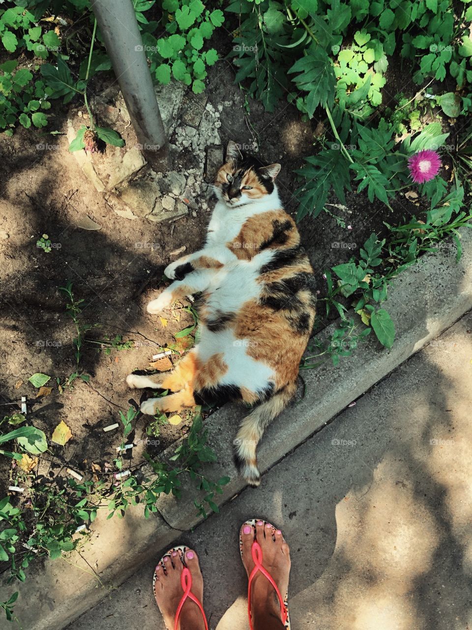 fat wild cat resting on the street