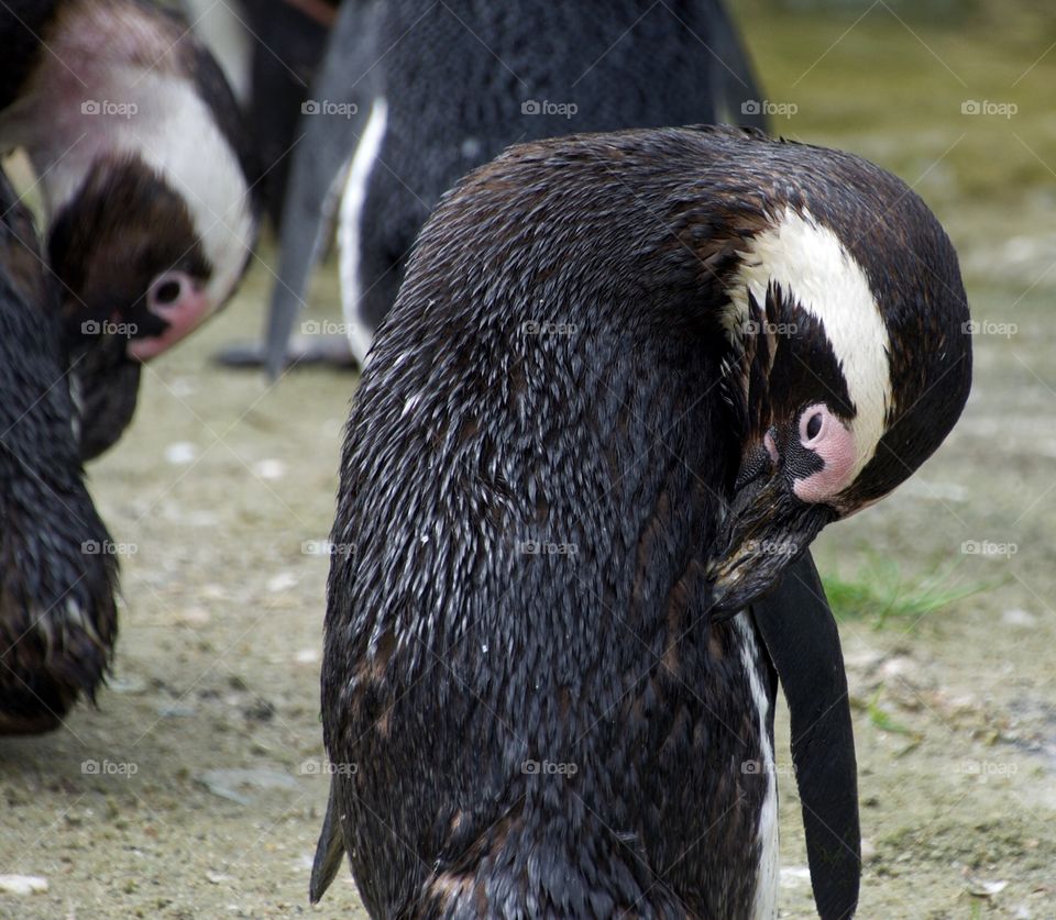 Penguin preening