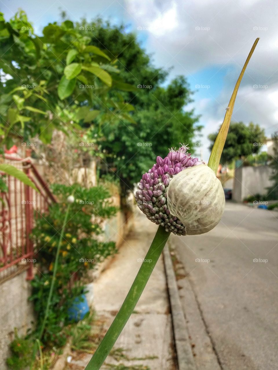 When onions blossom!