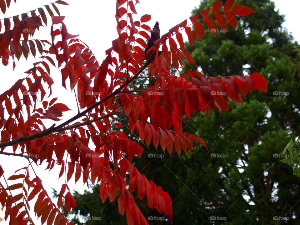 Leaf, Tree, No Person, Nature, Flora