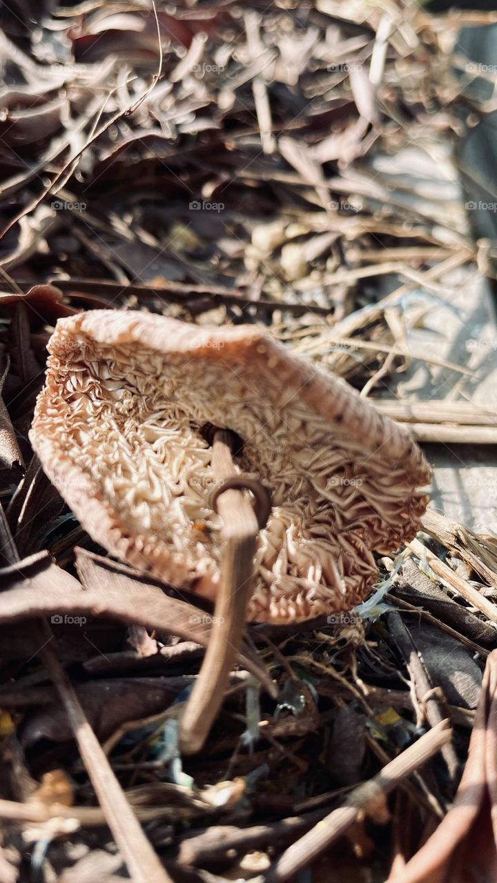 Fungus