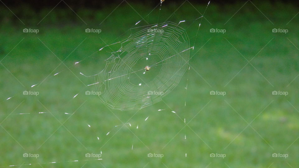 Spiderweb with crab spider sitting in the middle of the web against green background