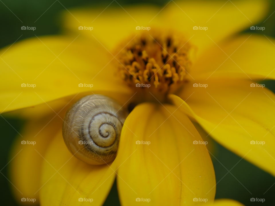 Tiny snail on flower