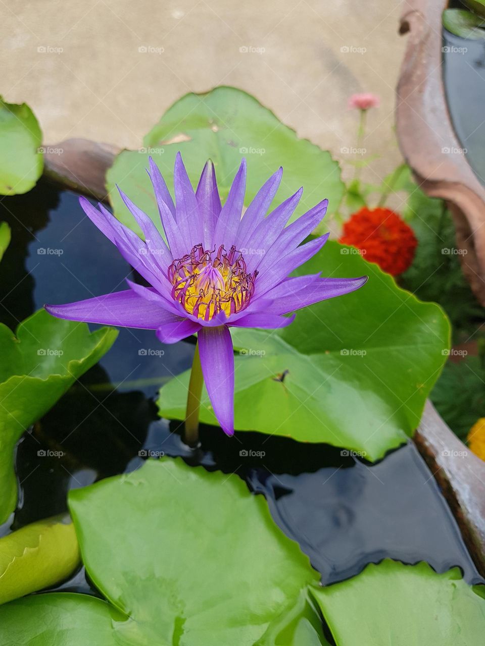 Lotus in the garden