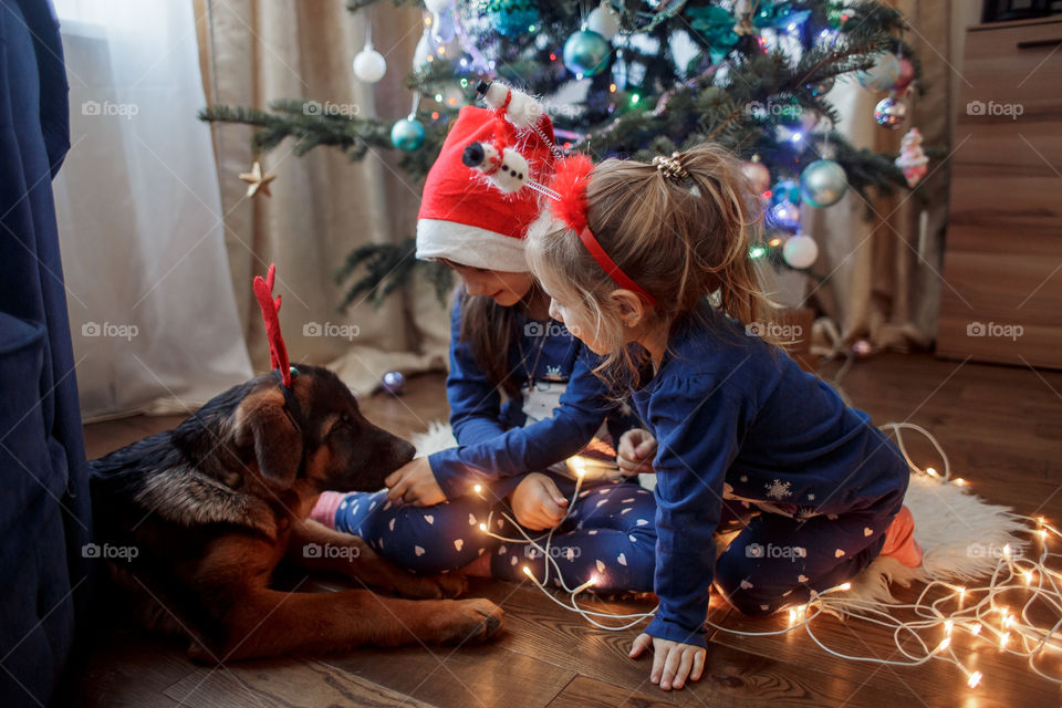 Little sisters with German shepherd puppy near Christmas tree 