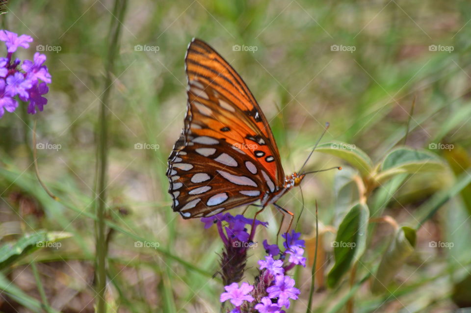 butterfly