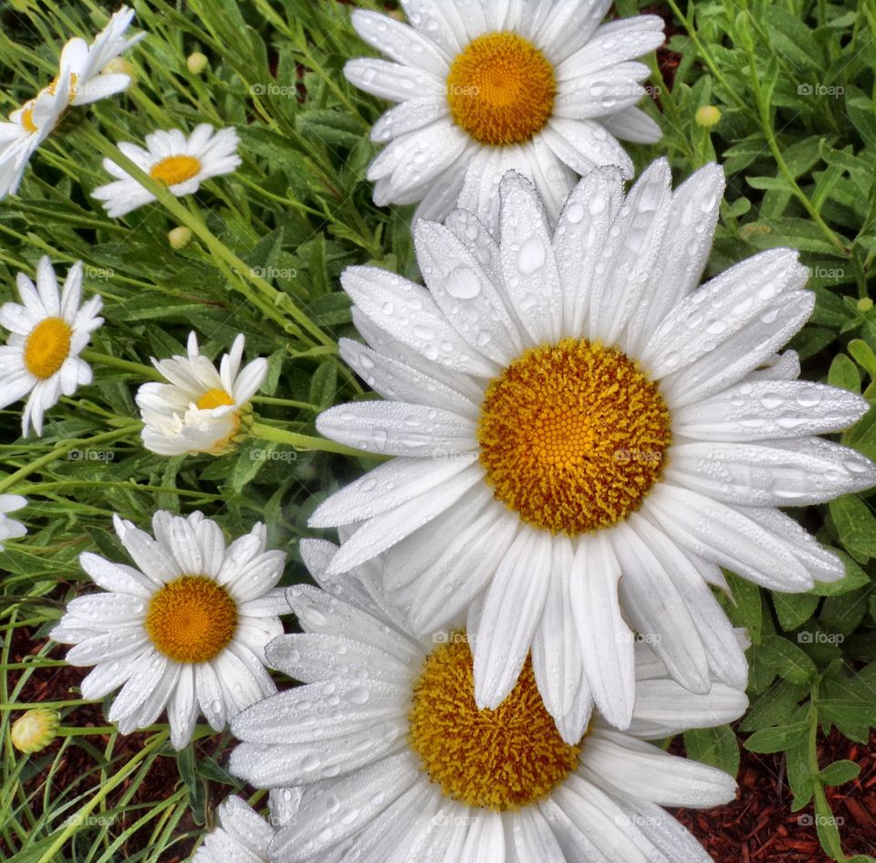 Beautiful white daisies 