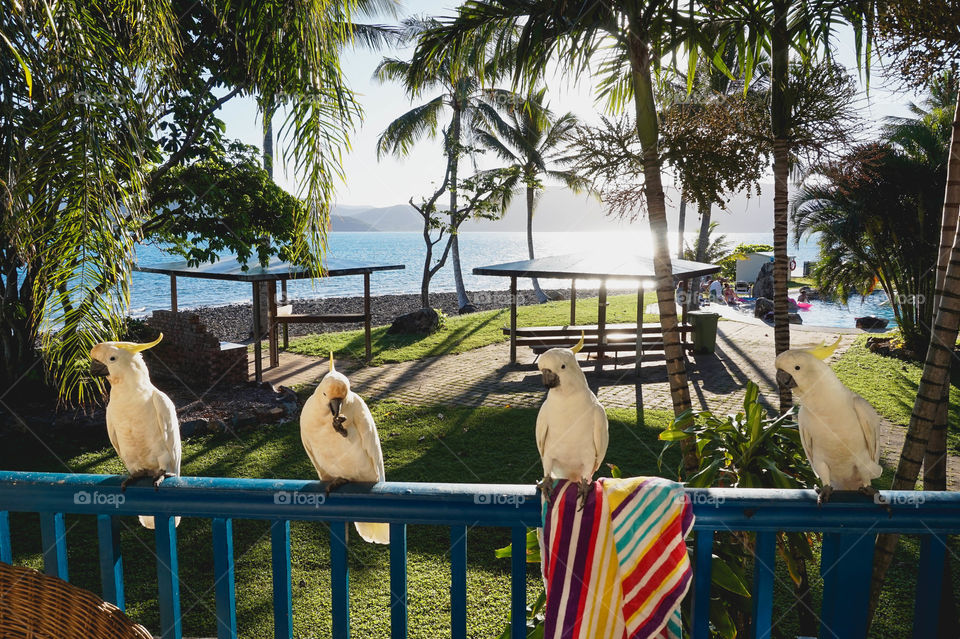 Wild cockatoos awaiting snacks on my balcony, Daydream Island, Whitsunday Islands, Australia 