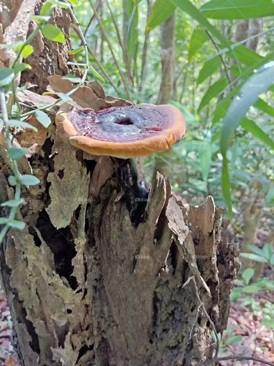 Lingzhi Mushrooms