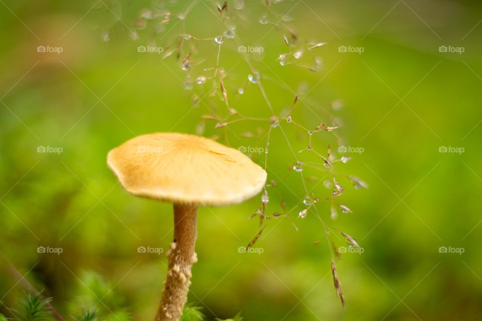 Mushrooms are popping up everywhere due to heavy fall rains. This little mushroom is gaining more moisture from above as tiny dewdrops from a grass seedhead fall on it’s cap. Fall is beautiful!🤩