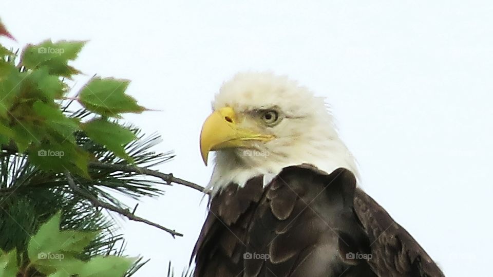 Bald Eagle way up in tree