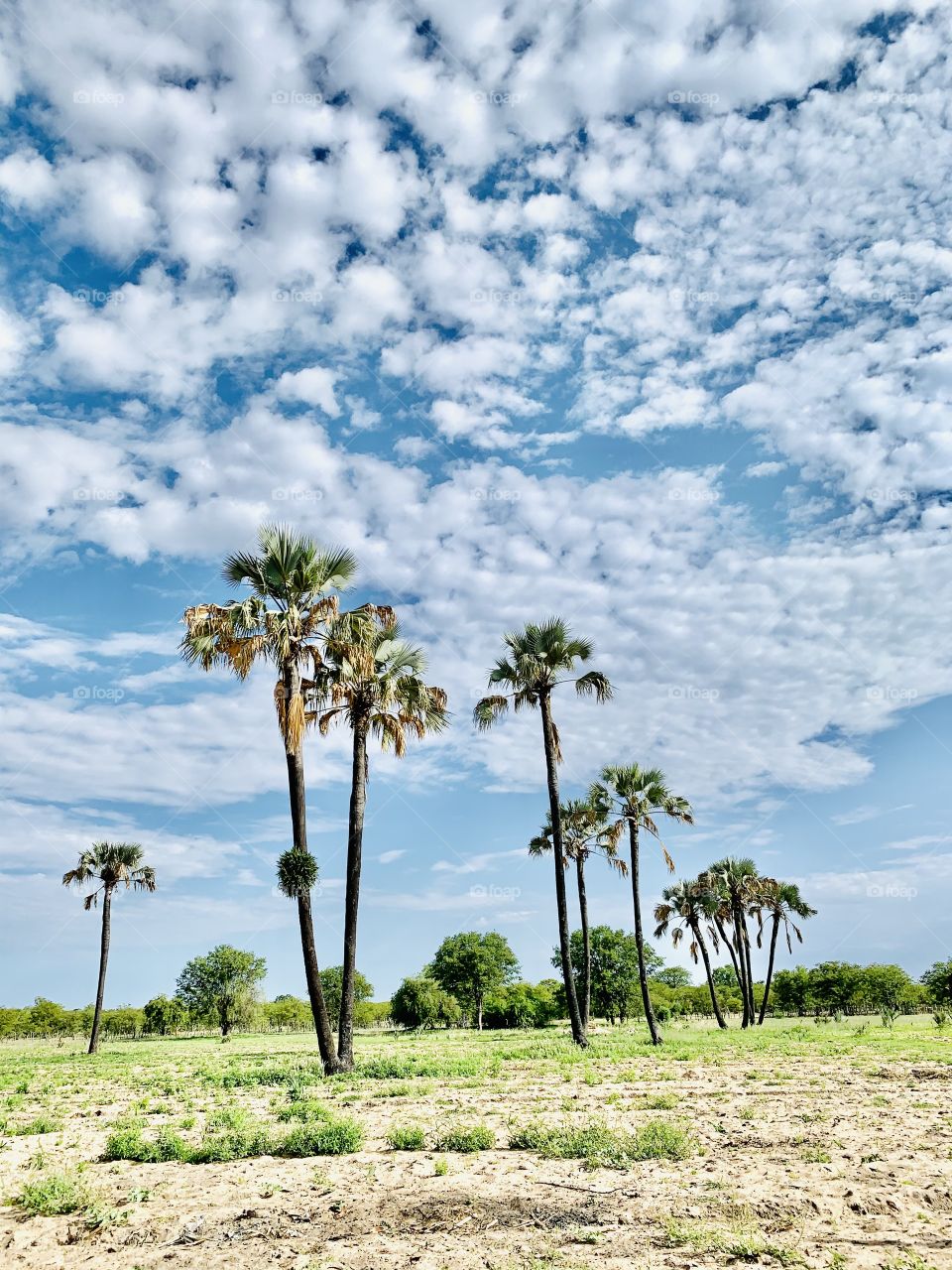 A beautiful view of these old, tall, giant and mysterious palm trees. The blue sky meets the green vegetation on the farm.