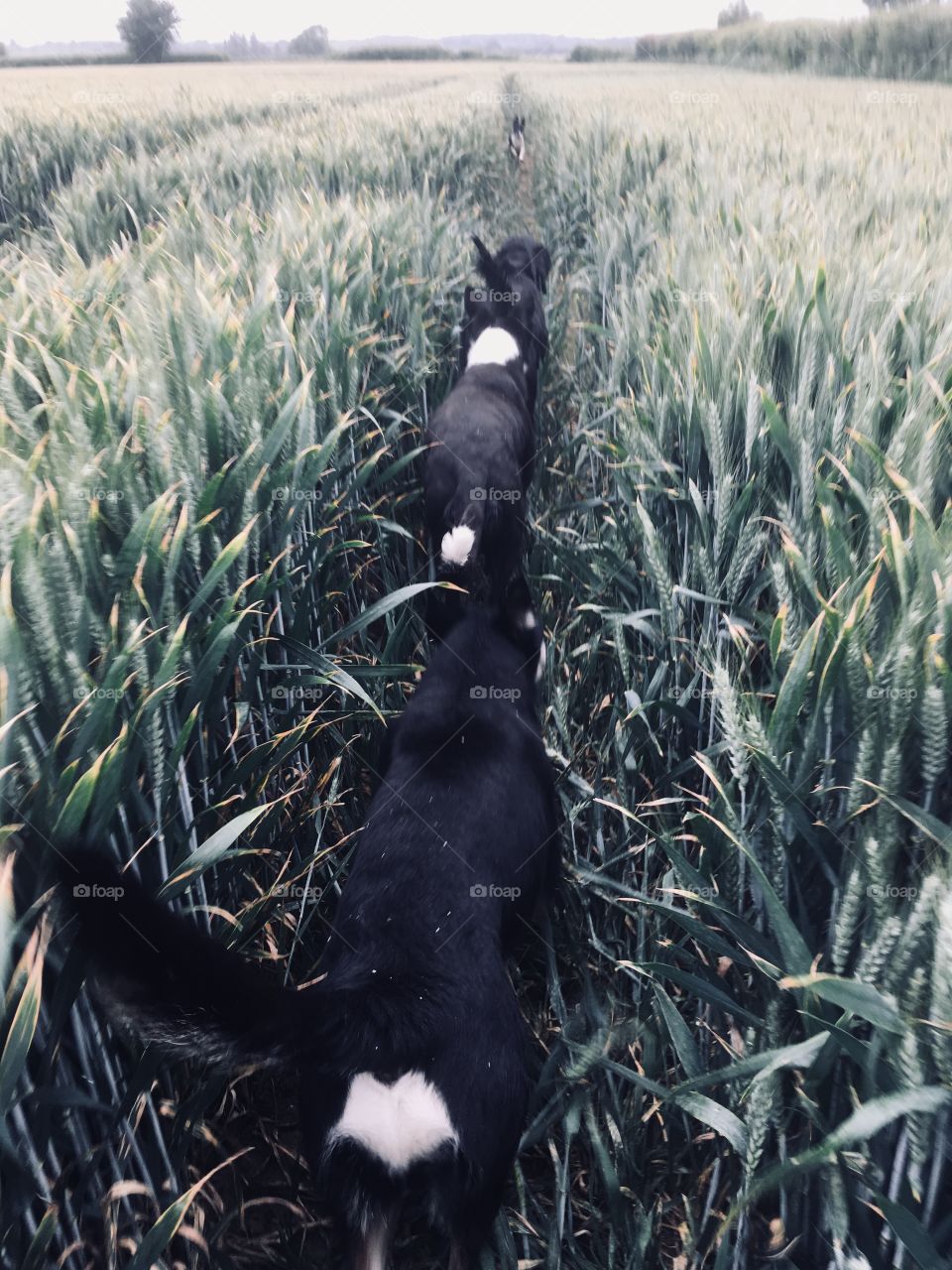 A row of dogs making their way through the tractor treads of an English field of wheat 