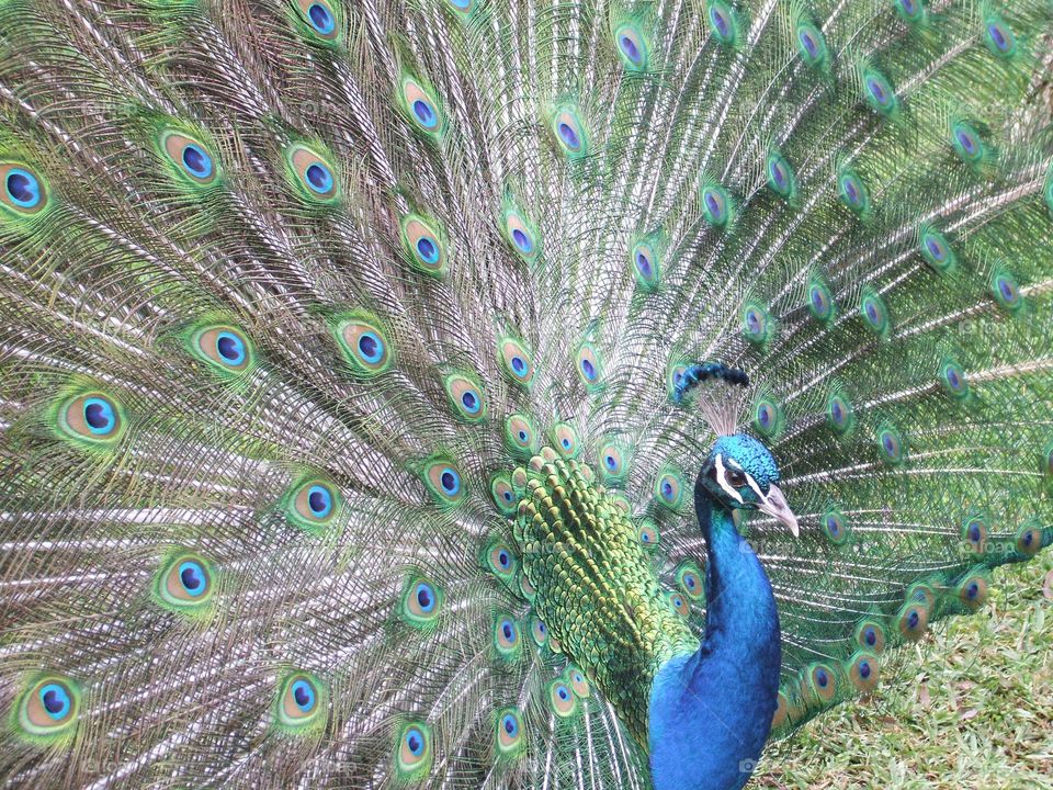 Peacock