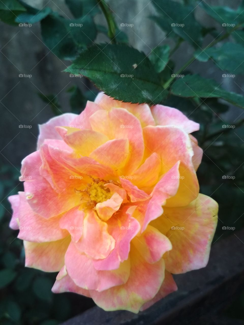 Nature beauty's Rose
