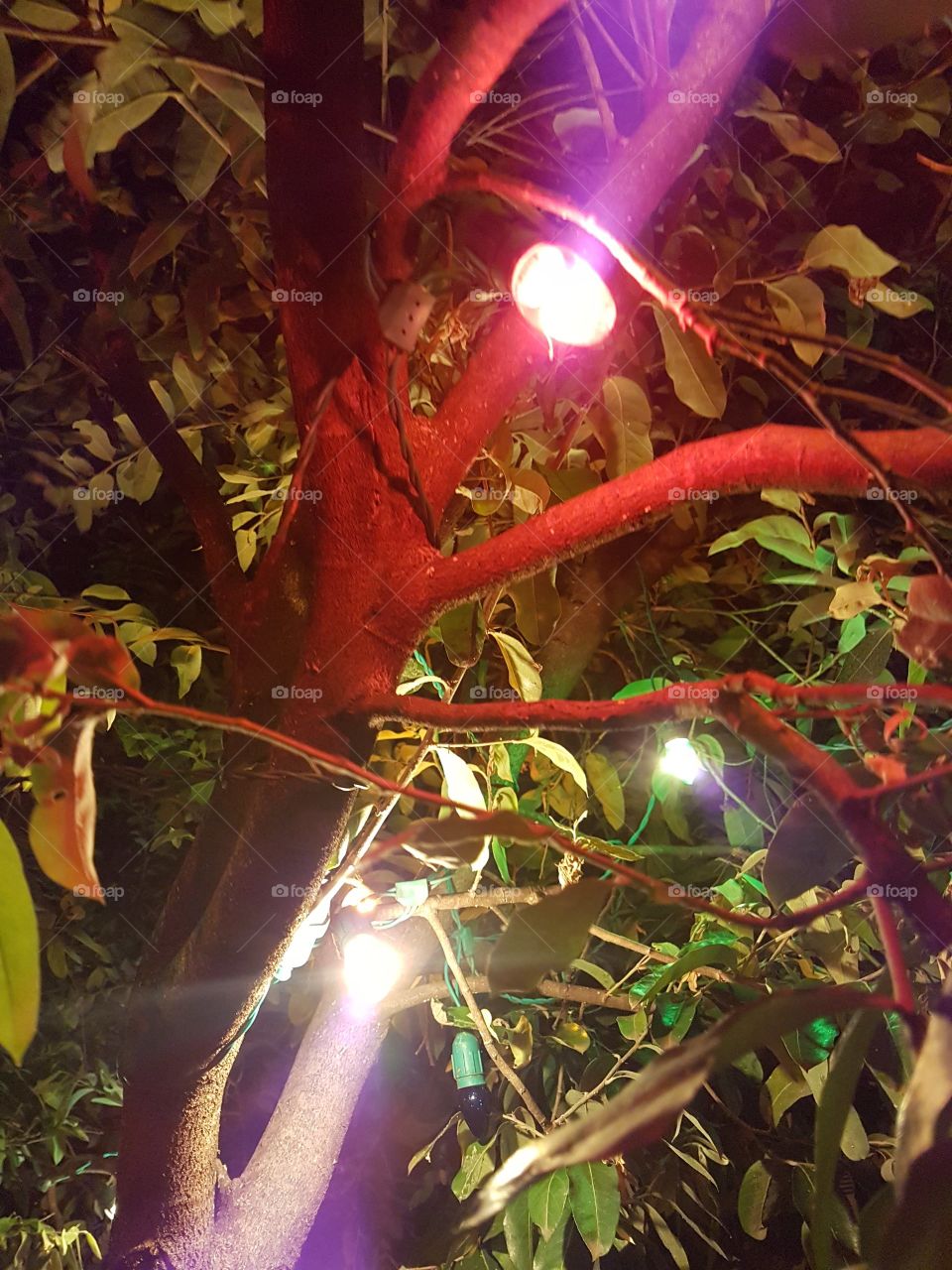 Lights on the tree