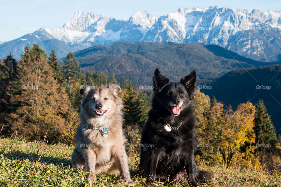 Two dogs sitting on grass