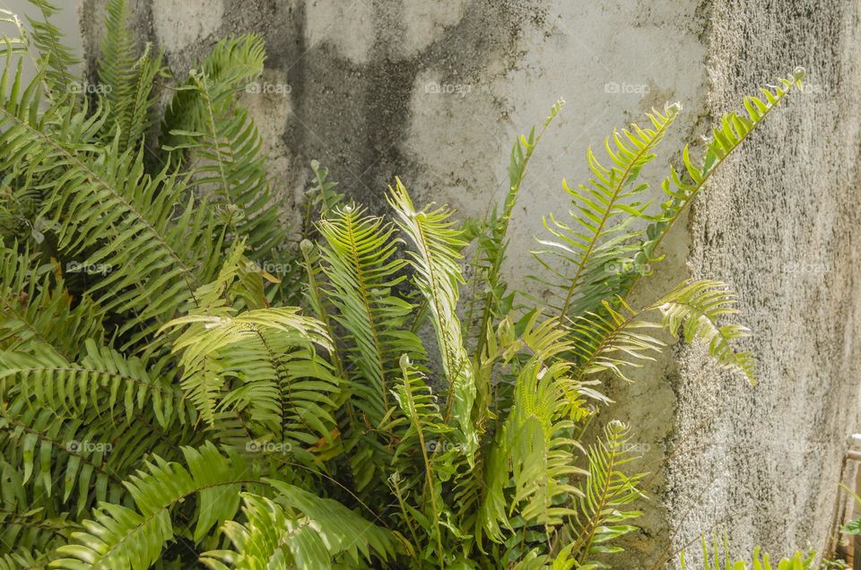 Cluster Of Ostrich Fern