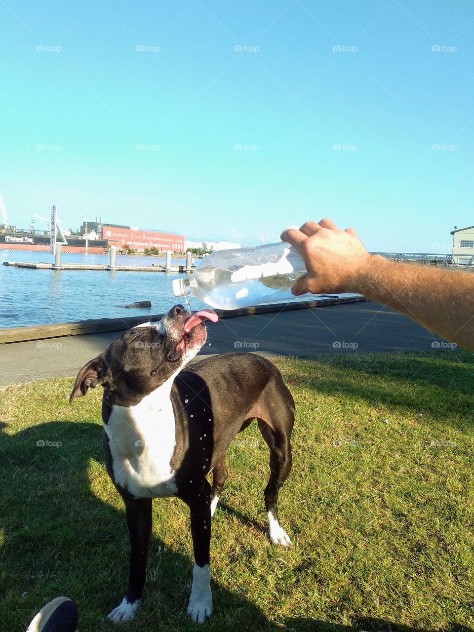 animals, dog, beach, sunshine, thirsty dog drinking water from a water bottle in a hot day