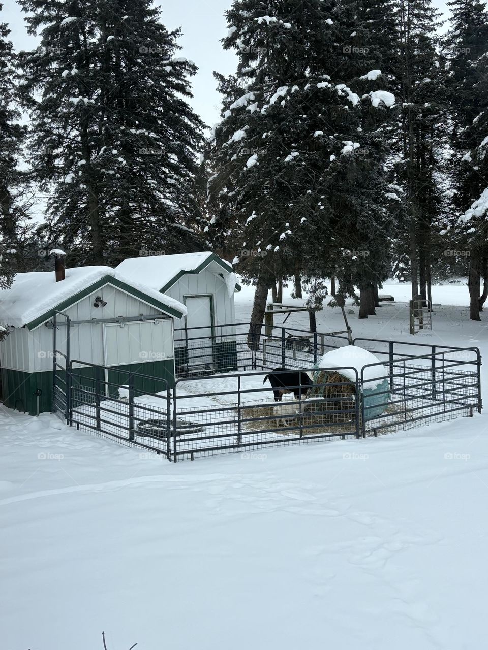 Snowy Goat Barn