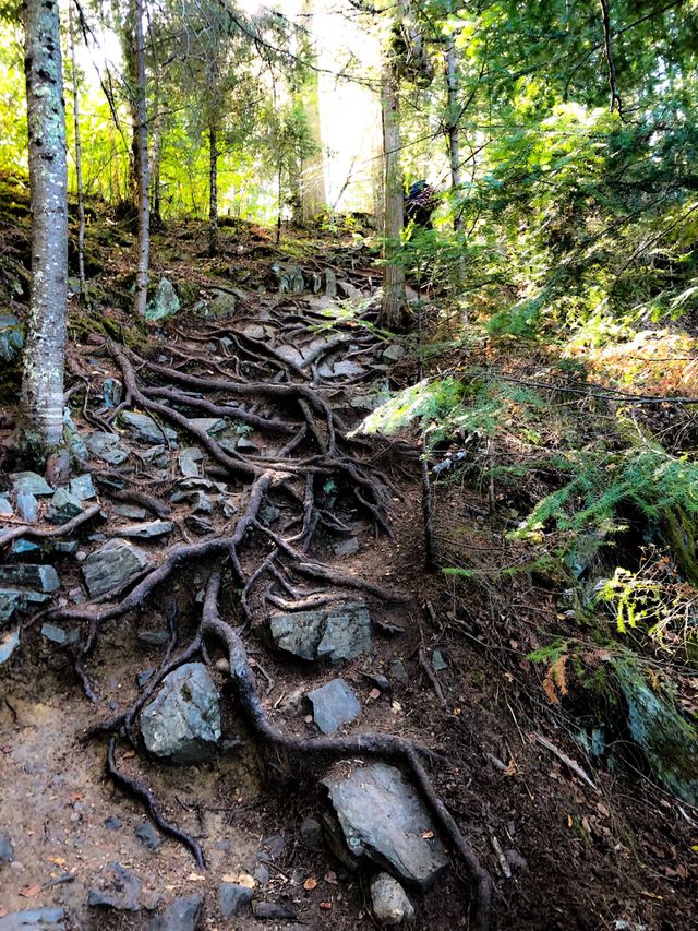 Tree roots