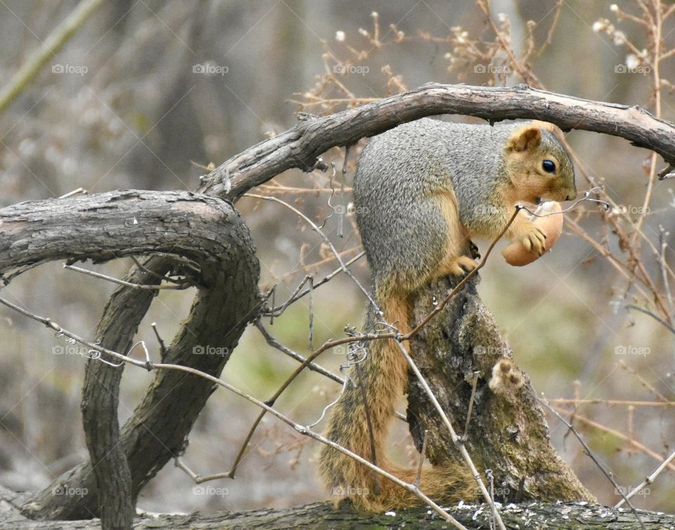 Squirrel eating a bun 