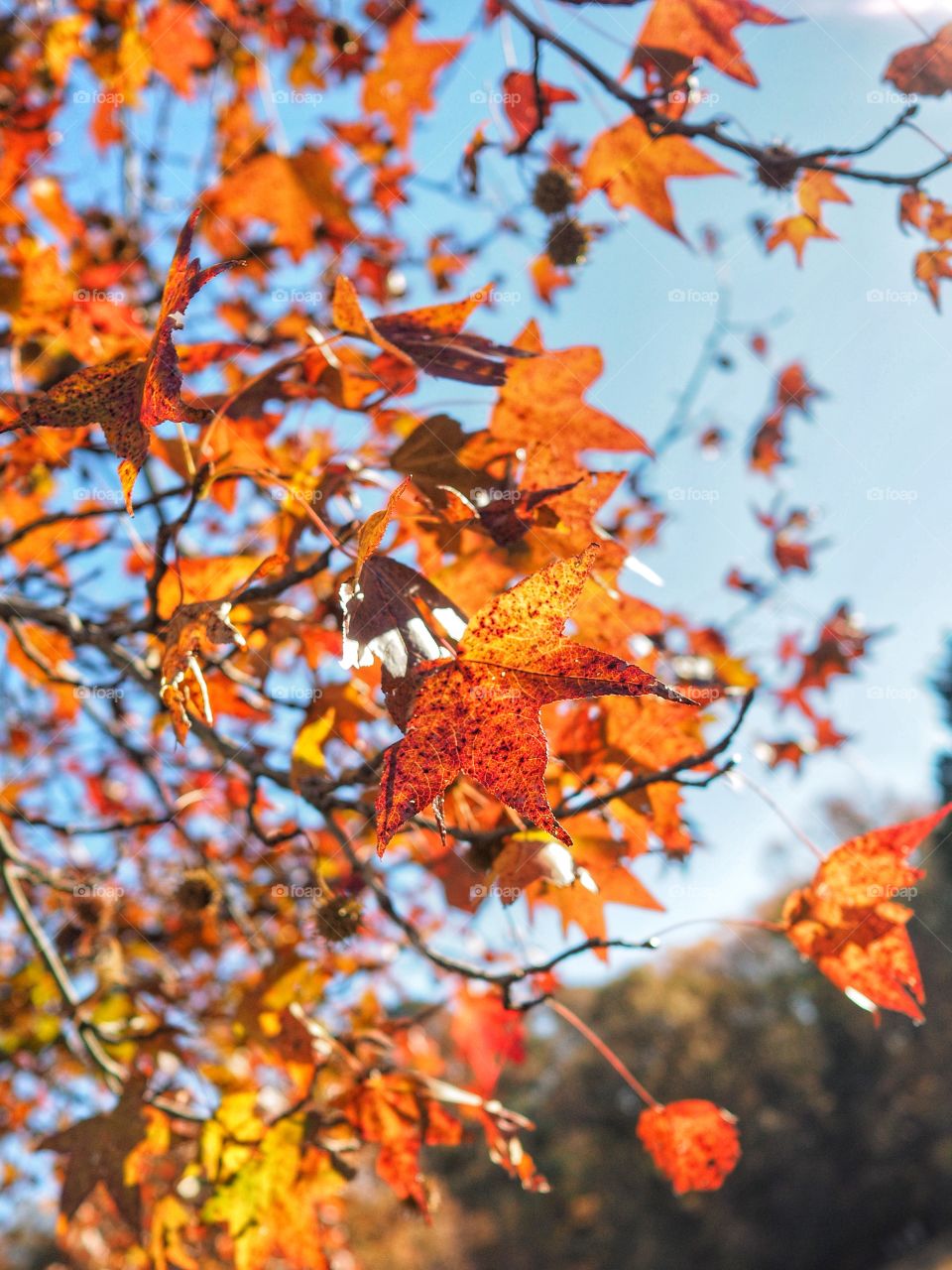 Close-up of maple leaves