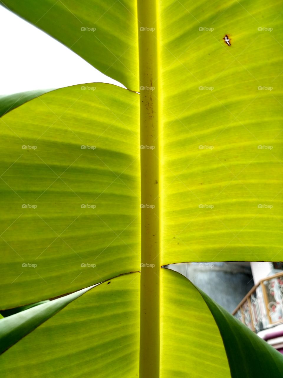 Banana's leaf