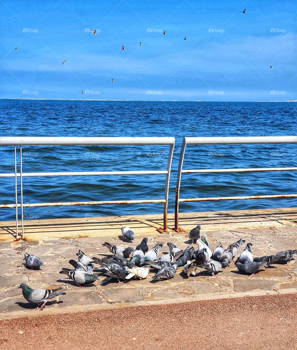 Pigeons Relaxing by the Sea with Seagulls in the Sky