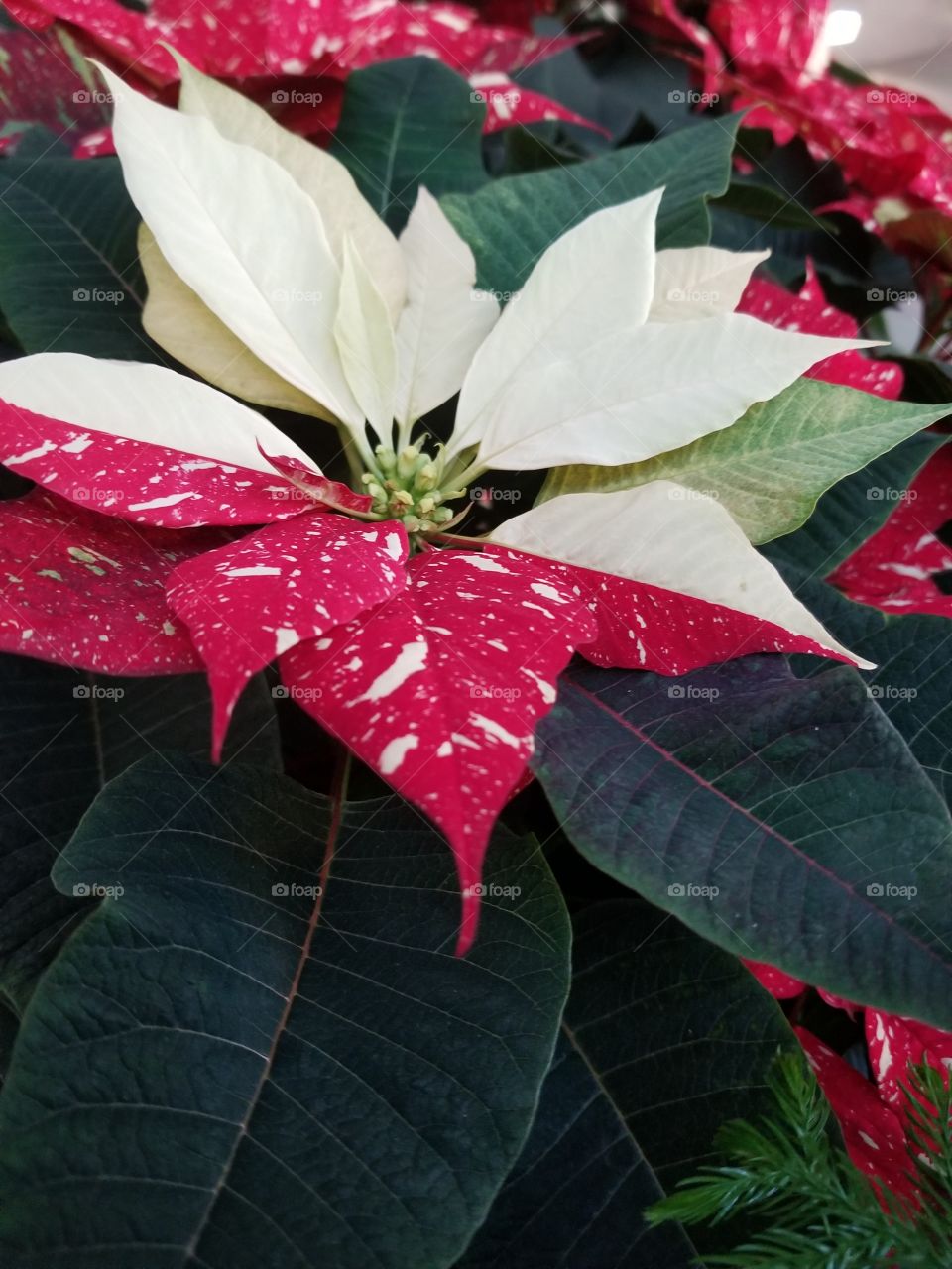 Christmas from both. 
when I look at this I see two different Christmas spirits coming together as one . the one being the pointsetta a Christmas plant everyone loves and two spirits as the two colors on the same plant