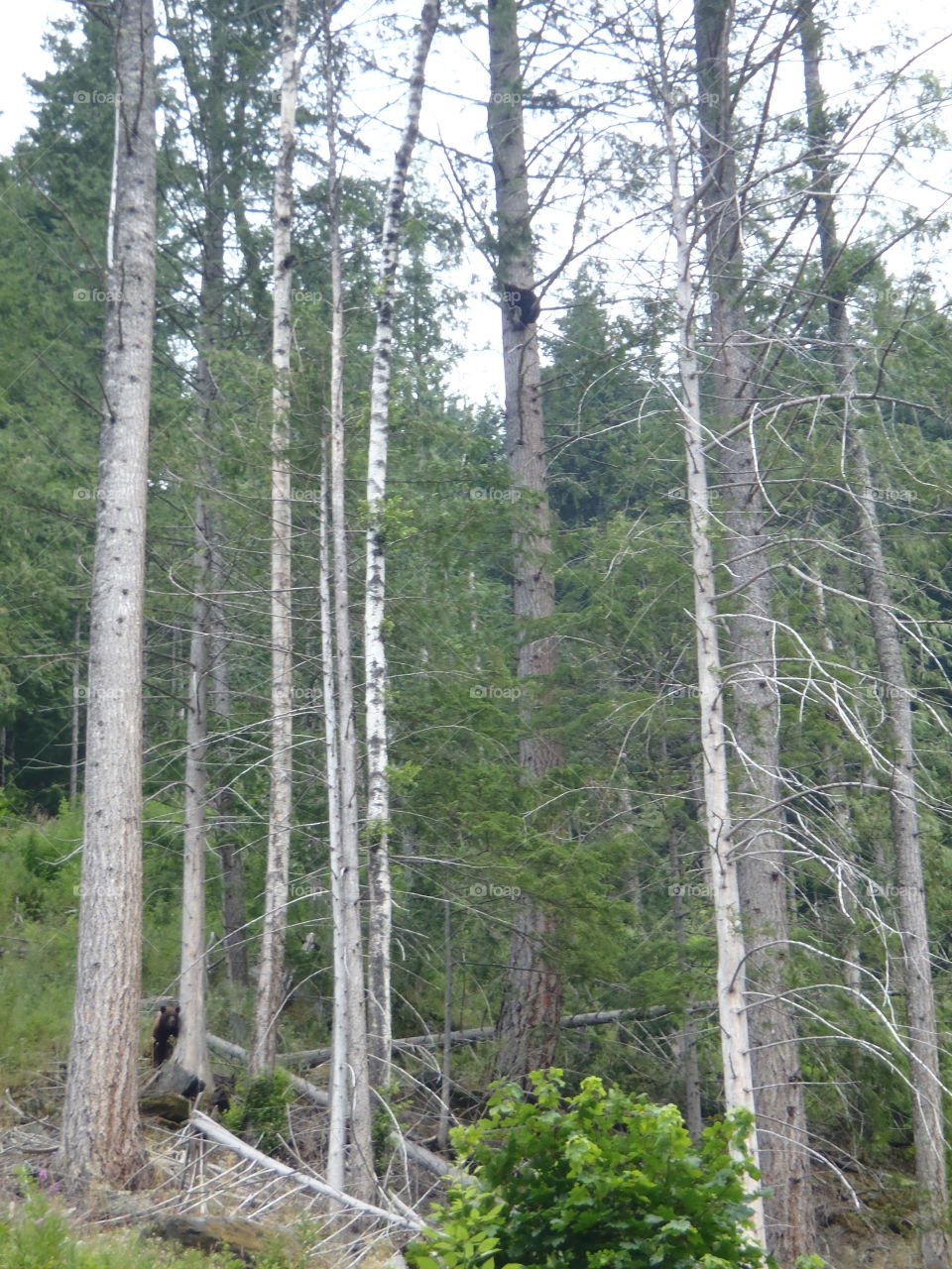Black bear in British Columbia Canada in a tree and another mama bear on the ground 
